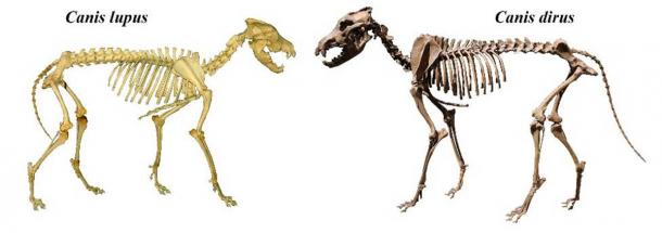 Esqueletos de lobo gris (Canis lupus) y lobo gigante (Canis dirus). (Mariomassone y Momotarou2012/CC BY-SA 3.0)