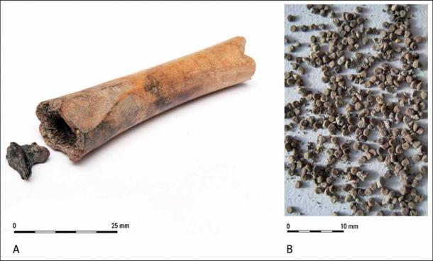 Left: The bone cylinder and plug. Right: The black henbane seeds discovered within. (BIAC Consult / Antiquity)