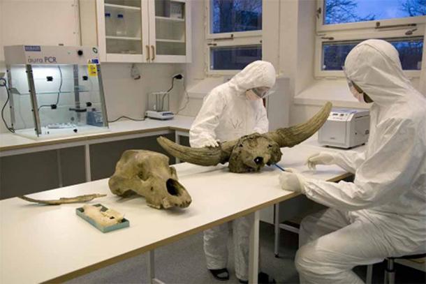 The aDNA laboratory. (Staffan Waerndt/NRM)