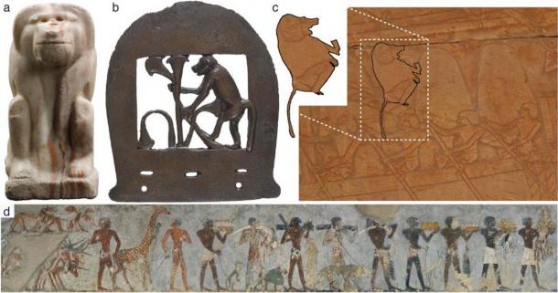 Egyptian iconography of Papio hamadryas, a tradition exceeding 3000 years. (a) Statuette inscribed with the name of King Narmer, Early Dynastic Period, 1st Dynasty, ca. 3150–3100 BC. (b) Bronze axe head, Middle Kingdom, 12th or 13th Dynasty, ca. 1981–1640 BC. (c) Reliefs at the mortuary temple of Queen Hatshepsut [Deir el-Bahari]. A hamadryas baboon sits in the rigging of a ship. It is one of five being imported from Punt; New Kingdom, 18th Dynasty, ca. 1473–1458 BC. (d) Wall painting in the mortuary chapel of Rekhmire (TT 100), Vizier to Tuthmose III and Amenhotep II. A baboon (P. hamadryas) is shown as tribute in a procession from Nubia. New Kingdom, 18th Dynasty, ca. 1479–1425 BC.  (Dominy et al. 2020/ eLife)