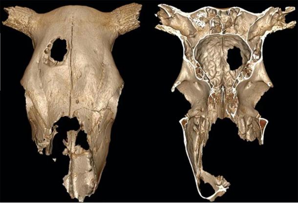 A 3D digital image of the cow skull and its enigmatic hole, which was likely evidence of Neolithic trephination. The bar on the left represents 4 inches (10 centimeters). (Fernando Ramirez Rozzi / Nature)