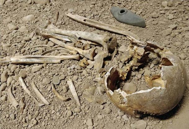 Archaeological evidence and DNA data from remains on display at Östergötlands Museum have been crucial in the Royal Society study which aimed to identify the origins of the Battle Axe culture. (Östergötlands Museum)