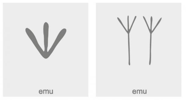 Emu symbols. (drutska / Adobe Stock)