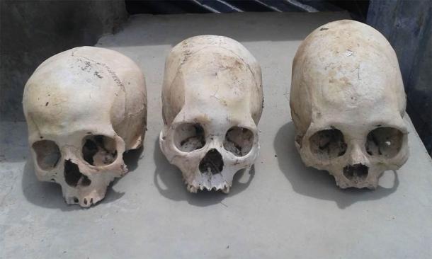 Three of the skulls, including the two extended skulls. (Image: © Philip J.S. Jones)