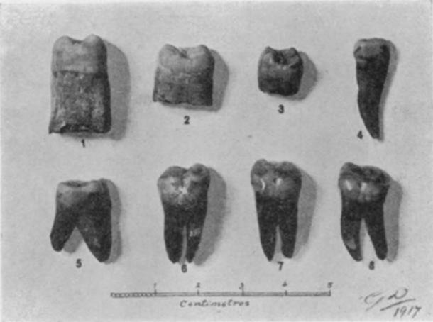 Photograph of the teeth found in 1917 suggesting evidence of Paleolithic humans in Malta. (Giuseppe Despott / Sir Arthur Keith)