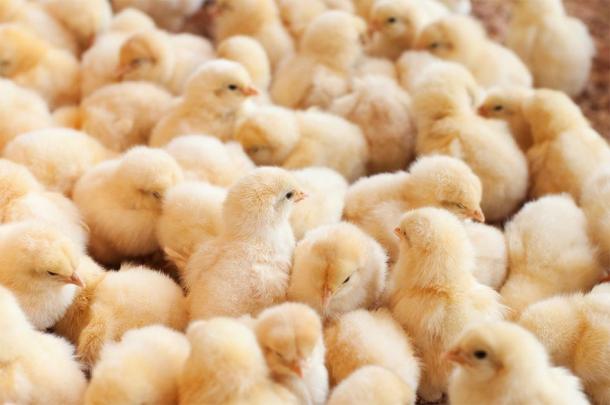 Representation of a large group of chicks. (WONG SZE FEI / Adobe stock)