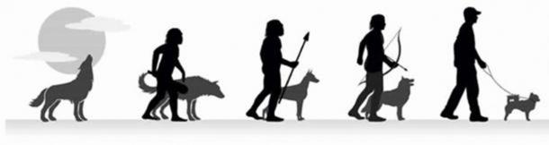 The evolution of wolf to domestic pet. (CC BY SA 4.0)