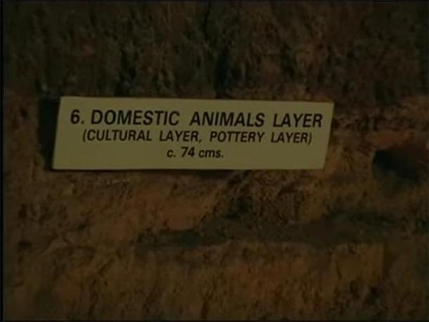 Level 6 – Domestic animals. (Provided by author)