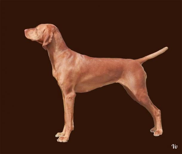 Modern Vizsla. (Oksana Moshynska / provided by the author)