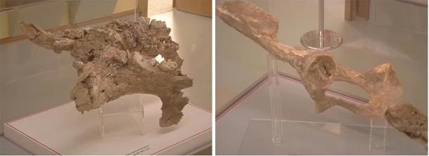 Pelvic bone (left) and a molar of a large hippopotamus’s lower jaw (right). (Provided by author)