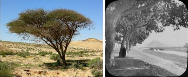 Left: acacia tree, similar to what would have been found in Egypt and across the Levant during Khufu’s time, Israel’s Negev Desert. (Mark A. Wilson / Public domain). Right: avenue of acacia trees leading towards the pyramids in 19th century Cairo  (William Henry Jackson (1894) / Public domain)