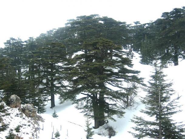 Al Arzz above Bsharri (Forest of the Cedars of God), Lebanon. (BlingBling10 / CC BY-SA 3.0)