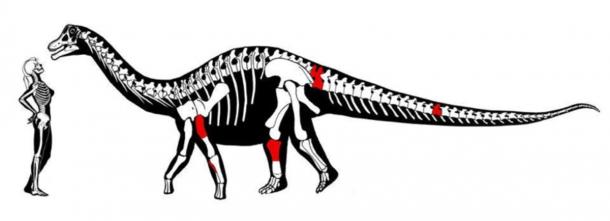 Image demonstrating the recently identified titanosaur’s size in comparison to a female adult and the fossils that were found (in red). (Federico Kukso/Twitter)