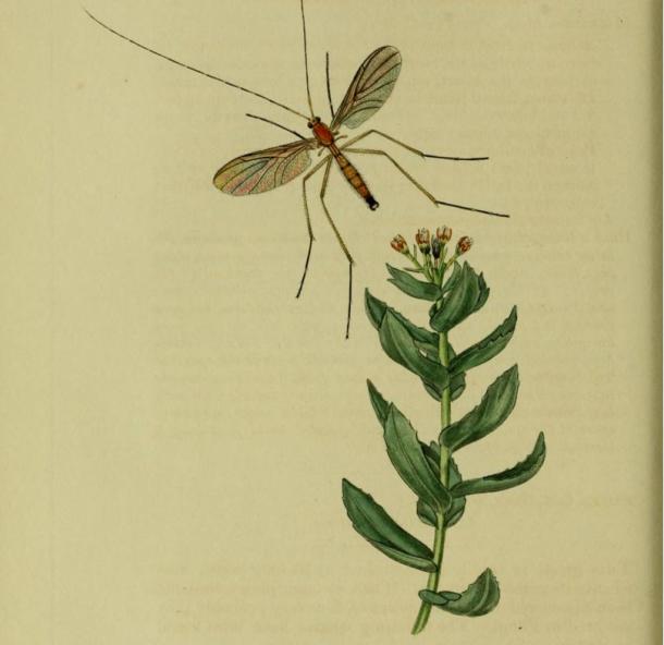 A drawing of an insect with roseroot from John Curtis’ 19th century book ‘British Entomology’ 