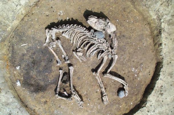 Iron Age dog burial found near large boundary/enclosure ditches. (Wessex Archaeology)