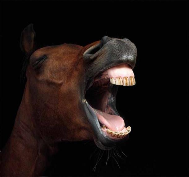The study into the origins of jousting horses used in England was based on the analysis of the teeth of dozens of medieval horses unearthed at a horse cemetery near Westminster Abbey. (martin / Adobe Stock)