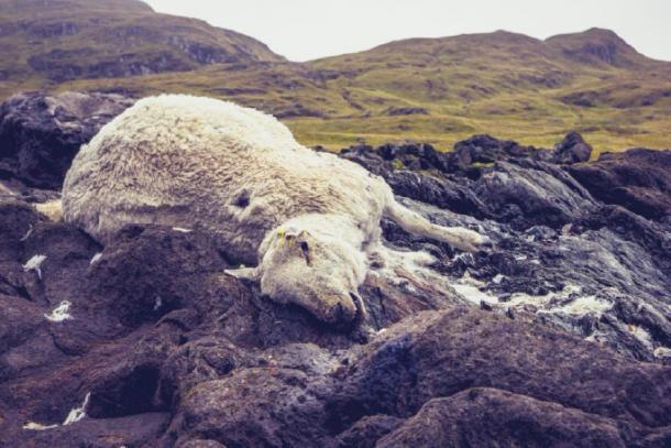 Le meurtre de moutons trouvés au Royaume-Uni a été imputé aux satanistes. (Source: LoloStock / Adobe Stock)