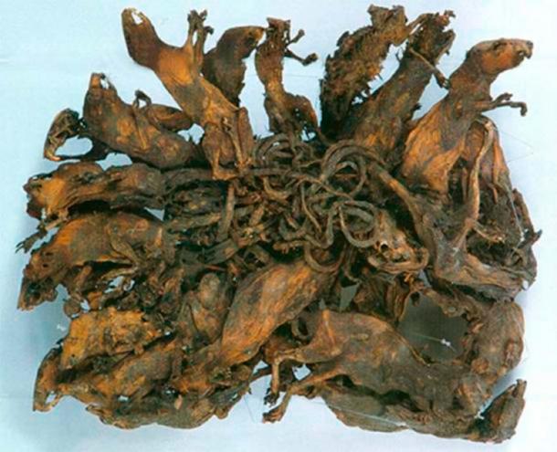 Rat king in the scientific museum Mauritianum Altenburg, Germany. (CC BY-SA 3.0)