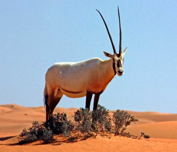 Desert kites were used to herd and slaughter many animals, like the Arabian oryx (Charles J Sharp / CC BY SA 3.0)