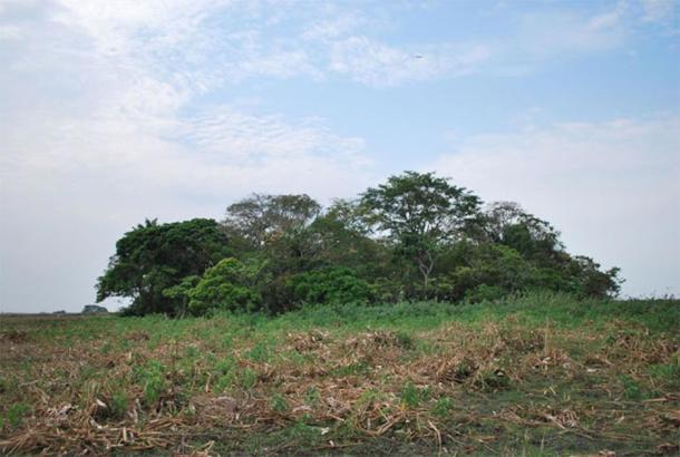 View of La Chacra forest island in the Bolivian Llanos de Moxos. (José Capriles/PSU)
