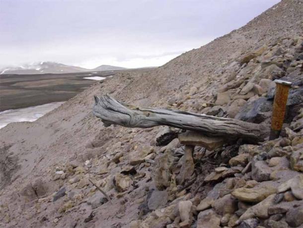 A two-million- year-old trunk from a larch tree still stuck in the permafrost within the coastal deposits. The tree was carried to the sea by the rivers that eroded the former forested landscape. (Professor Svend Funder/Nature)