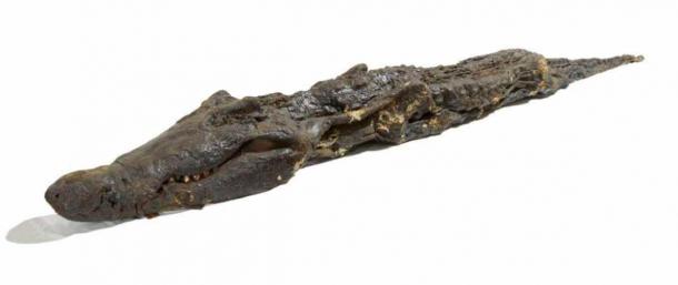 A large, mummified crocodile with over 20 mummified infant crocodiles mounted on reeds adhering to its back; whole coated with a black resin. Traces of linen wrappings remain on the bodies.  The crocodile measures 3.8m (12.4 feet) in length. It was excavated from Kom Ombo in Aswan, Egypt (Trustees of the British Museum / CC by SA 4.0)