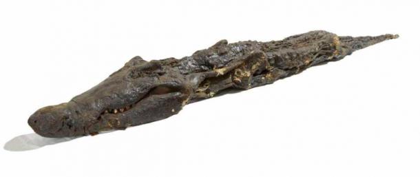 Un gran cocodrilo momificado con más de 20 crías de cocodrilo momificadas montadas sobre juncos que se aferran a su espalda; todo recubierto de una resina negra. Quedan rastros de embalaje de lino en los cuerpos. El cocodrilo mide 3,8 m (12,4 pies) de largo. Fue excavado en Kom Ombo en Asuán, Egipto (Fideicomisarios del Museo Británico / CC por SA 4.0)