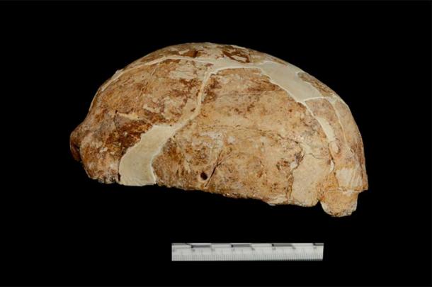 La vista lateral del fósil del cráneo del Pleistoceno descubierto en la cueva Red Dear. Fuente: Xueping Ji / CC BY-SA