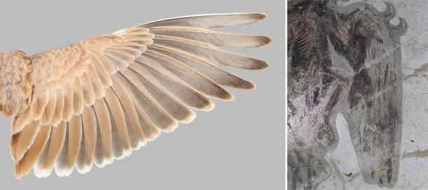 Left: The flight feathers of Temminck's Lark. Right: The wing of a fossil bird, Confuciusornis. (Yosef Kiat/Field Museum)