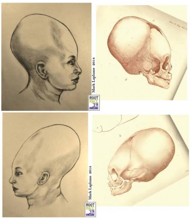 Литографии на черепите от J. Basire от статията на Bellamy (1842) и художествените реконструкции на Mark Laplume