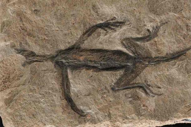 The supposed lizard like animal found in the Alps in 1931. (Rossi et al./Palaeontology)