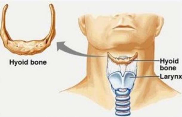 The location of the hyoid bone and larynx in a modern human ( Lasaludfamiliar)