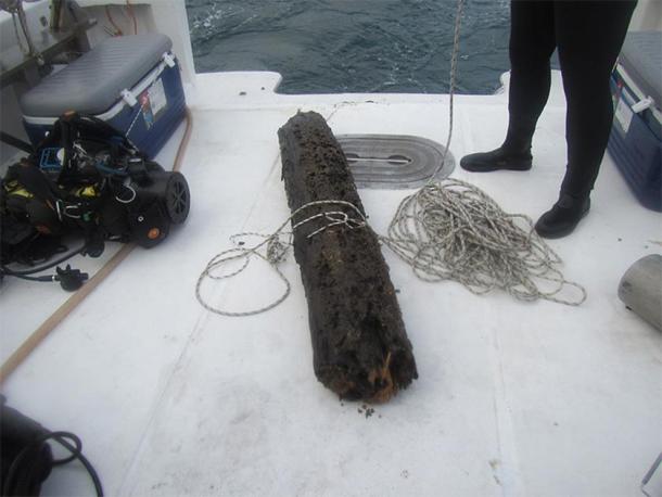 Collected from an ancient cypress forest submerged in Mobile Bay, this log contains hundreds of marine organisms that either burrow into the wood or live in burrows made by other organisms. (Brian Helmuth)