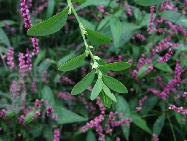 Example of the ‘lost crop’, erect knotweed. (Mason Brock / Public domain)