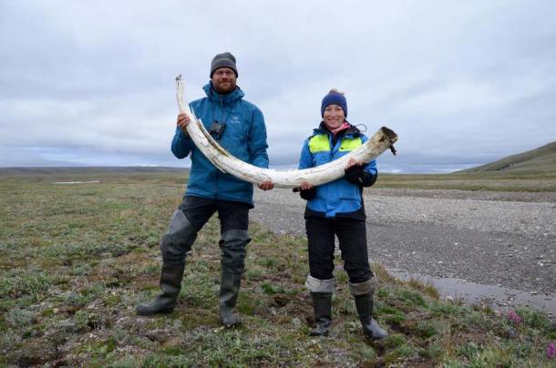 I love Dalén and lead co-author Patrícia Pečnerová with a mammoth tusk on Wrangel Island.  (Credit: Gleb Danilov)