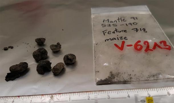Centuries-old maize sample, ready to be radiocarbon dated. (Image: Eva Wild / CC BY-ND )