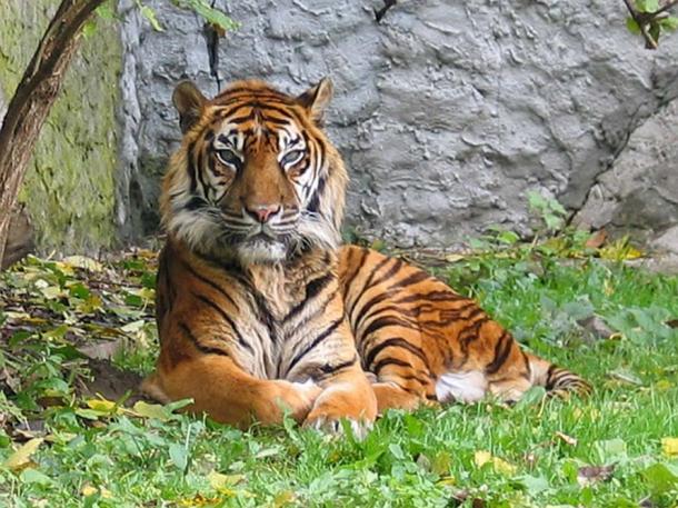 The majestic Sumatran tiger 
