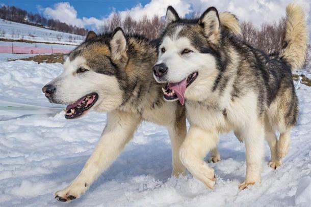 Sled dogs – Alaskan malamute.  (Nikokvfrmoto / Adobe Stock)