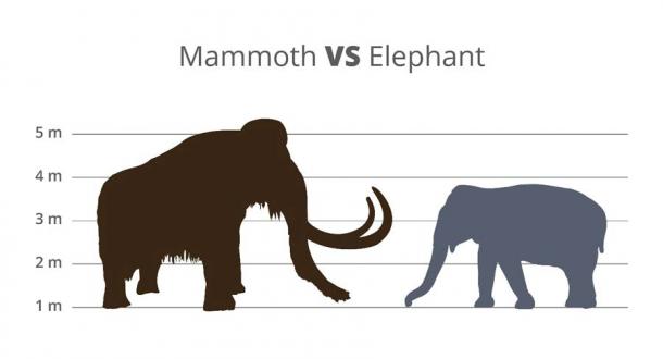 The woolly mammoth hybrid will be “built” by editing Asian elephant DNA. (petrroudny / Adobe Stock)