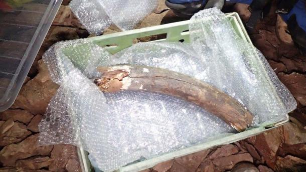 This mammoth tusk was one of the Ice Age animal bones recovered in the Devon cave. (AC Archaeology)