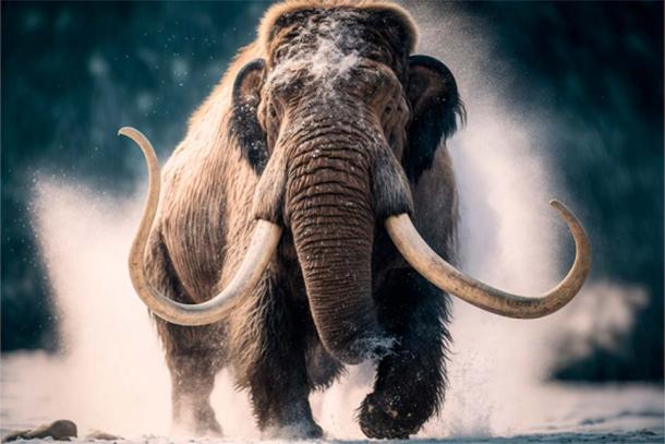 The mammoth is an extinct species of elephant that lived during the Pleistocene epoch. Now scientists have used ancient mammoth DNA, combined with other genetic material, and created what has been dubbed a mammoth meatball . (WILD HARE / Adobe Stock)