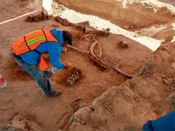 More than 60 mammoths and other fauna from the Pleistocene epoch were discovered at the Mexican site. (INAH)