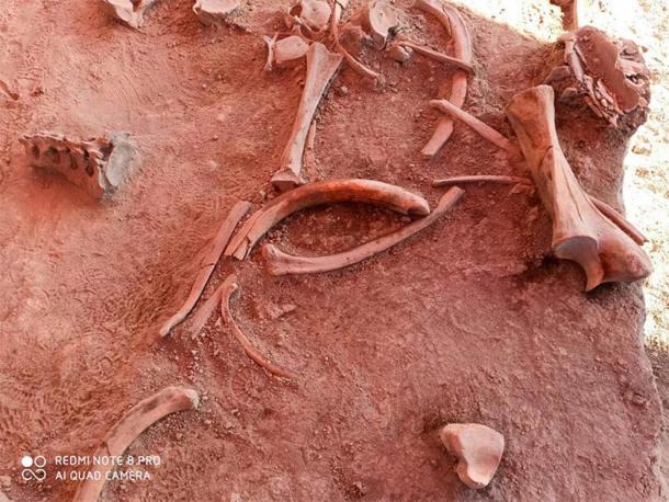 Huesos de mamut desenterrados en el enorme sitio de trampas para caza que formará parte de un nuevo aeropuerto internacional en México. (INAH)