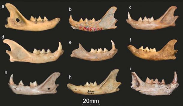 Selected mandibles of Near Eastern wildcats/domestic cats (a–f) and European wildcats (g–i) (photographs by M. Krajcarz / Antiquity Publications Ltd).
