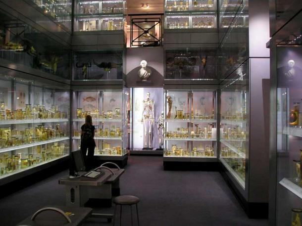 Las muchas exhibiciones sobre anatomía humana en el Museo Hunterian. (CC BY-SA 3.0)