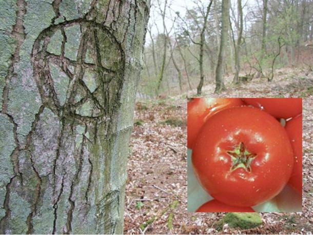 The markings in the Rowan berries are likened to a pentagram, a famous symbol of protection.  Pentagram carved in a tree by Stuart Anthony