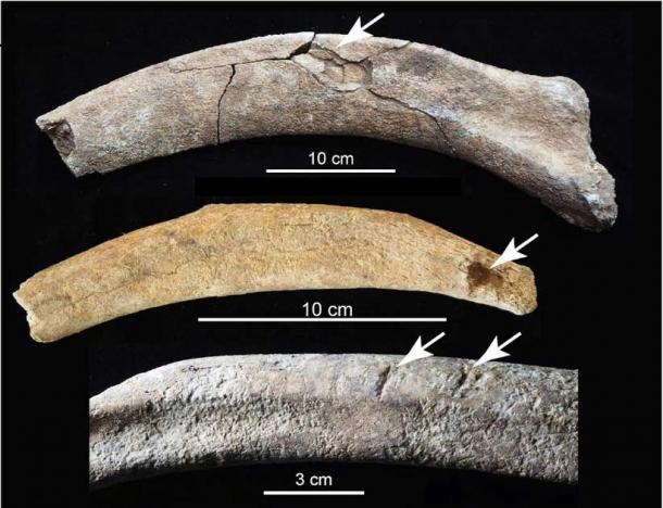 Butchery marks on New Mexico mammoth ribs.  The upper rib shows a fracture due to a blunt impact;  the middle rib shows a puncture wound, probably made by a tool;  lower rib has hash marks.  (Timothy Rowe et al./University of Texas at Austin)