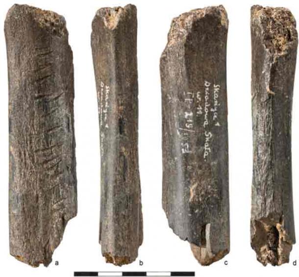 The marks made on the carved bone by the Neanderthal are clear to the naked eye (Journal of Archaeological Science)