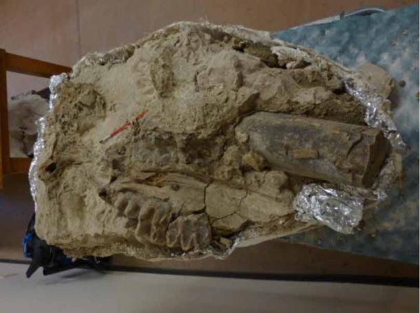 Se encontró un cráneo de mastodonte completo con dientes. (EBMUD)