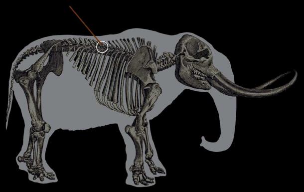 A mastodon with an arrow pointing to the trajectory of the spear. (Center for the Study of the First Americans, Texas A&M University)